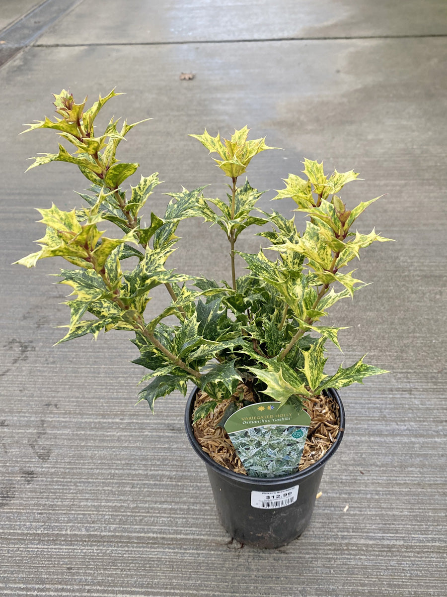 Osmanthus 'Goshiki' (Variegated Holly)